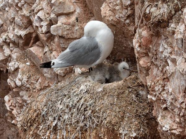 <h3><a href="/trips/helgoland/biota/animalia/chordata/aves/024 charadriiformes/017 laridae/rissa tridactyla/rissa tridactyla-nl.html">Rissa&nbsp;tridactyla</a> / Black‑legged&nbsp;kittiwake / Drieteenmeeuw</h3><p>Soms lijkt het alsof je zomaar op de rotsen broeden, maar deze vogel heeft een behoorlijk groot nest gemaakt.</p>NIKON D7100 met AF-S Nikkor 300mm f/2.8G IF-ED VR II, 1/1000 sec  bij F7.1, ISO 200, afstand 29.8&nbsp;m